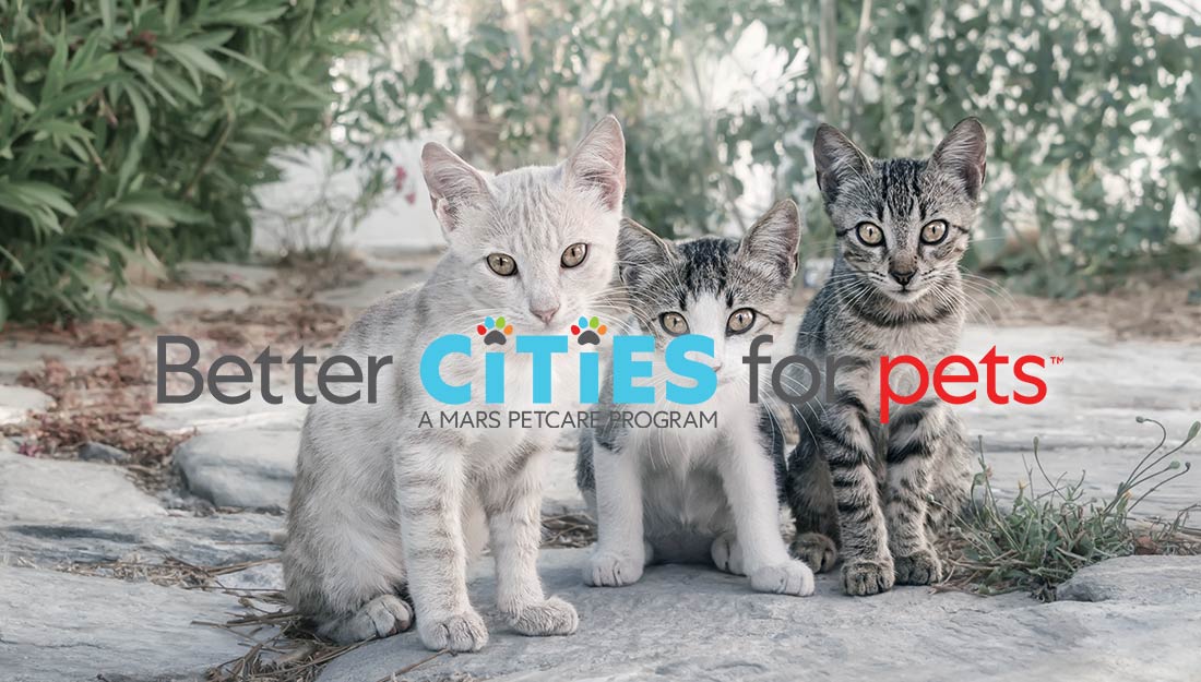 Un groupe de chatons à l'extérieur. Le logo BETTER CITIES FOR PETS est en haut de l'image.