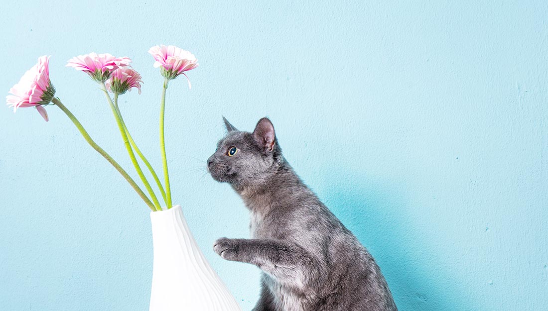 chat renversant un vase|petit chat gris se faisant frotter le ventre|chat caché dans un tiroir|chat renversant un vase