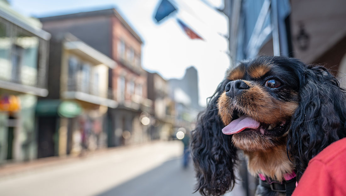 Un chien est assis sur les genoux de son propriétaire avec une rue de la Nouvelle-Orléans en arrière-plan.