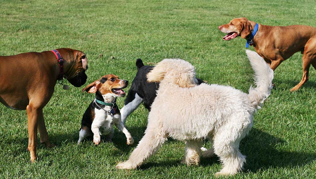chiens heureux jouant au parc à chiens