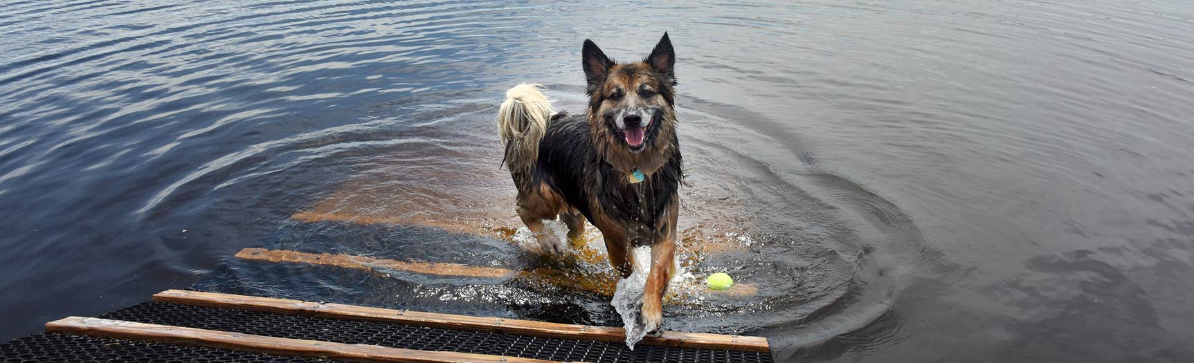 chien jouant dans le lac | Superviseur Chris Barnett au parc canin