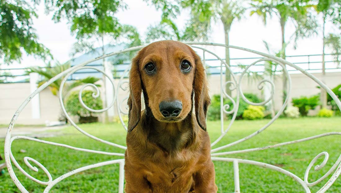 dog sitting on a chair outside