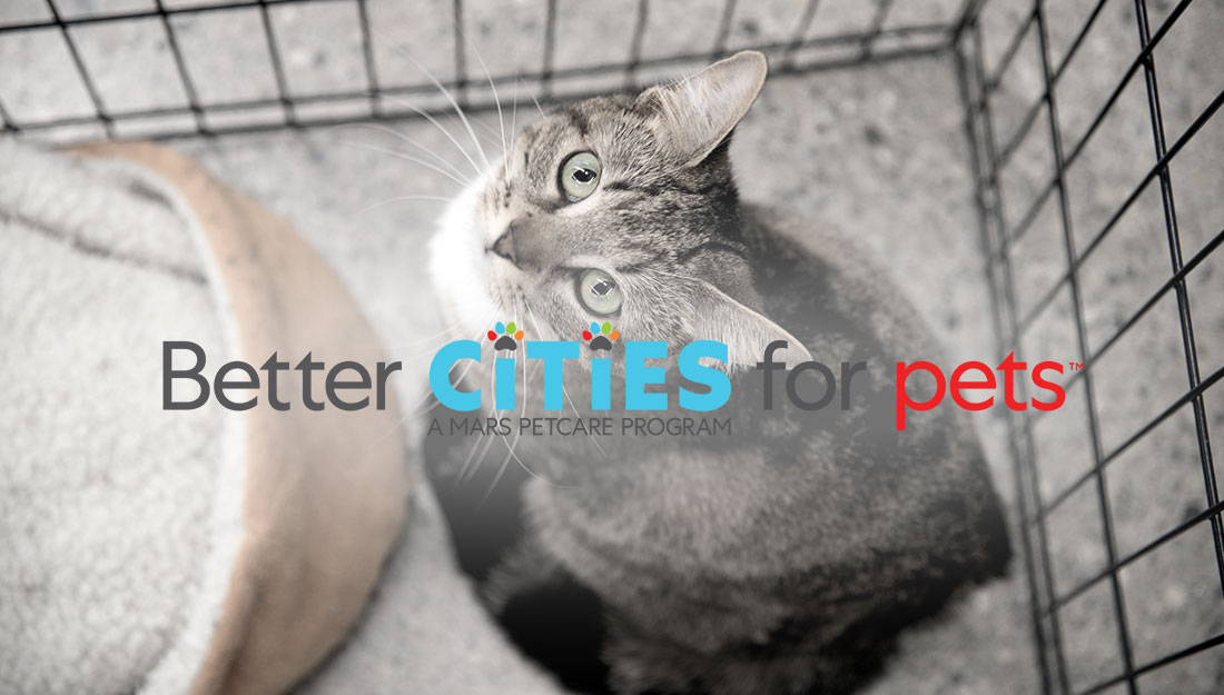 a cat awaiting adoption looks up at the camera. the photo is overlaid with the BETTER CITIES FOR PETS logo