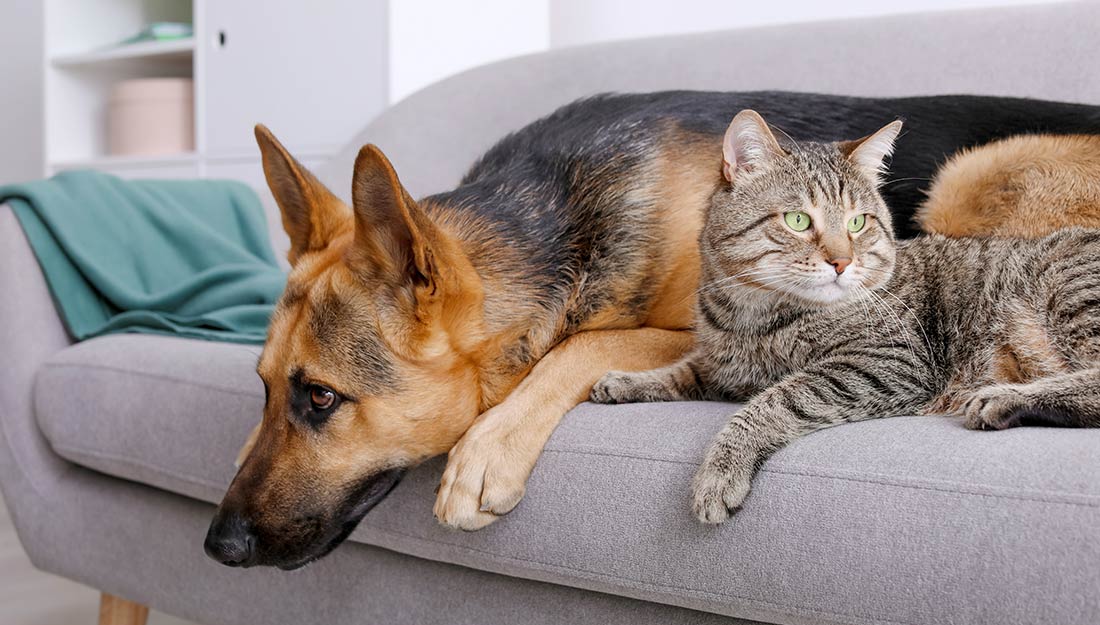 a dog and cat rest together on a couch||Better Cities for Pets Logo|cat in an apartment|happy pets at home