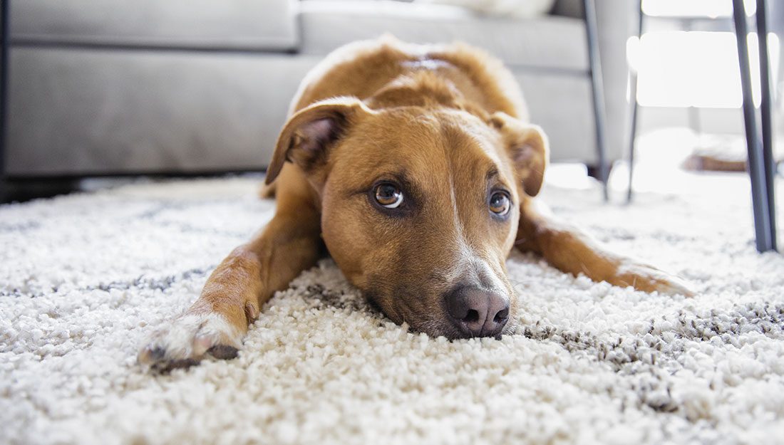 un chien est allongé sur un tapis devant un canapé