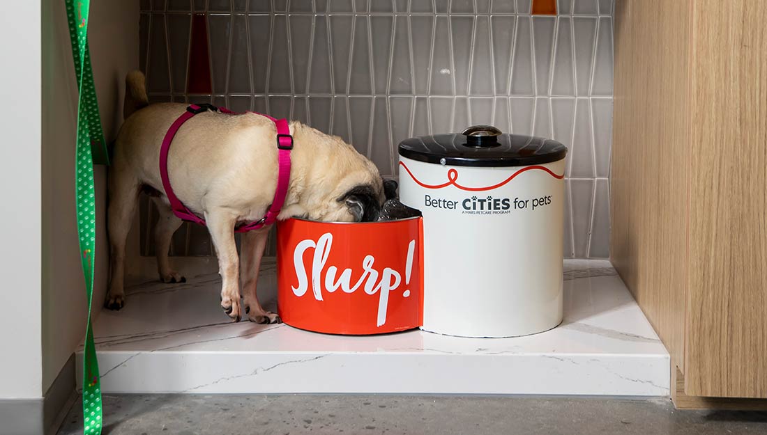 A dog drinking from a pet water fountain in an office. The side of the fountain says "Slurp!"|