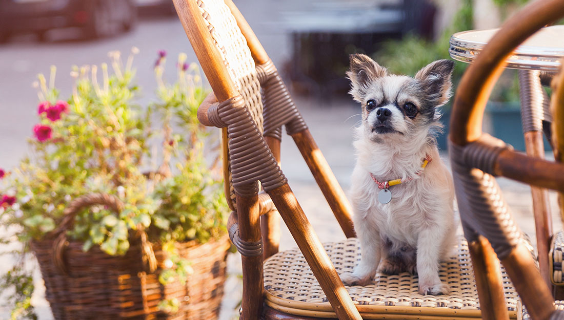 a dog sits on a chair near a large plant