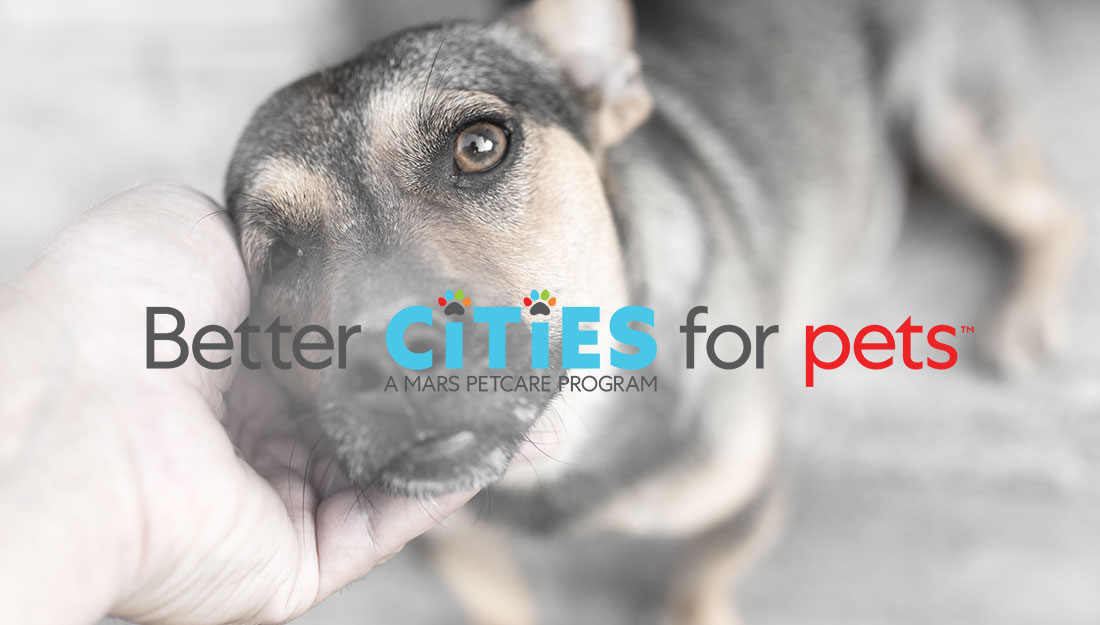 un chien se penche pour se faire frotter le menton. La photo est recouverte du logo BETTER CITIES FOR PETS | Logo Better Cities For Pets