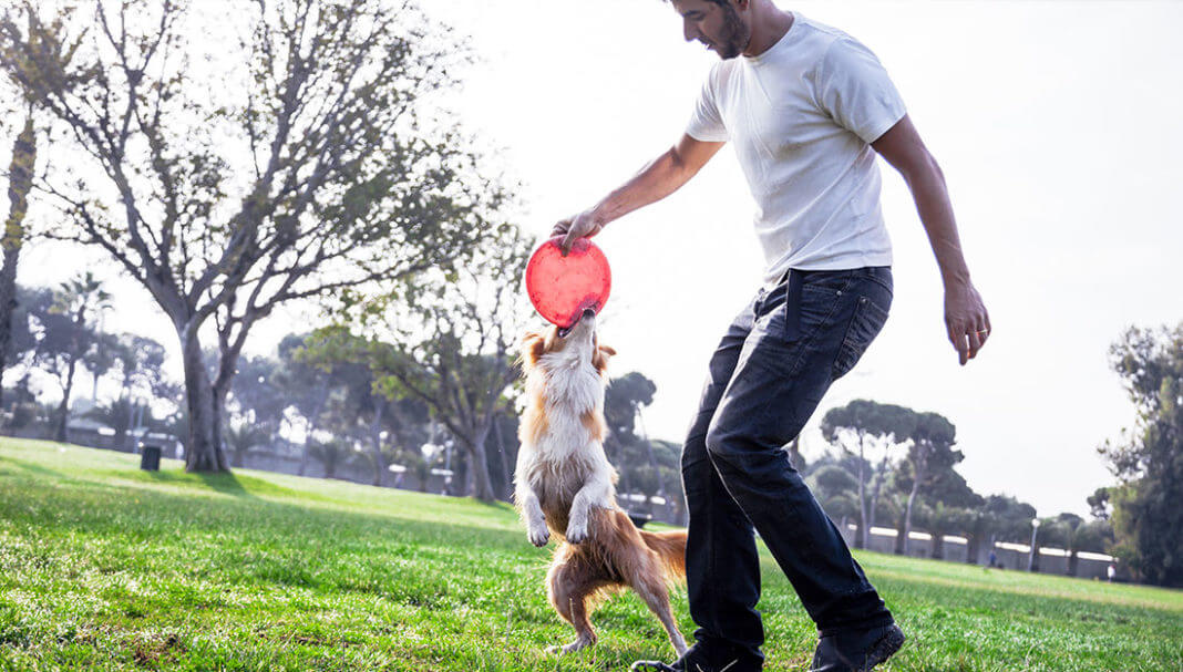 Dog and man playing frisbee in park|playing with dog at park