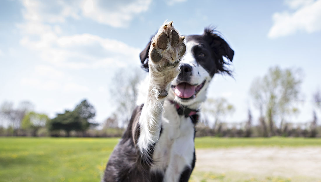 dog giving high five|older dog with kitten