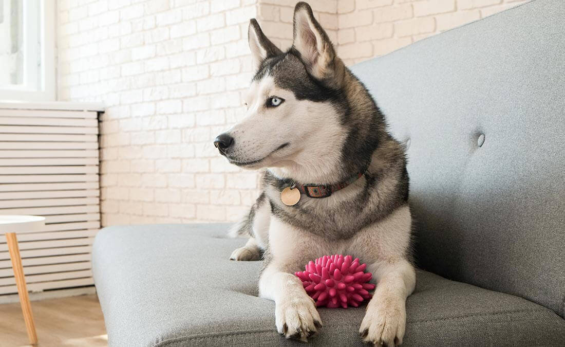 chien sur canapé dans appartement