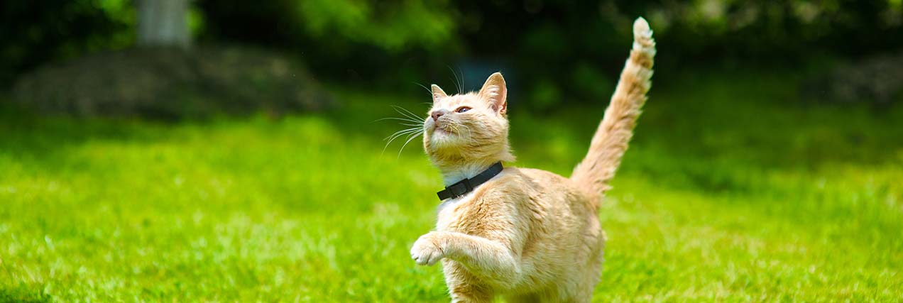 happy cat playing on grass