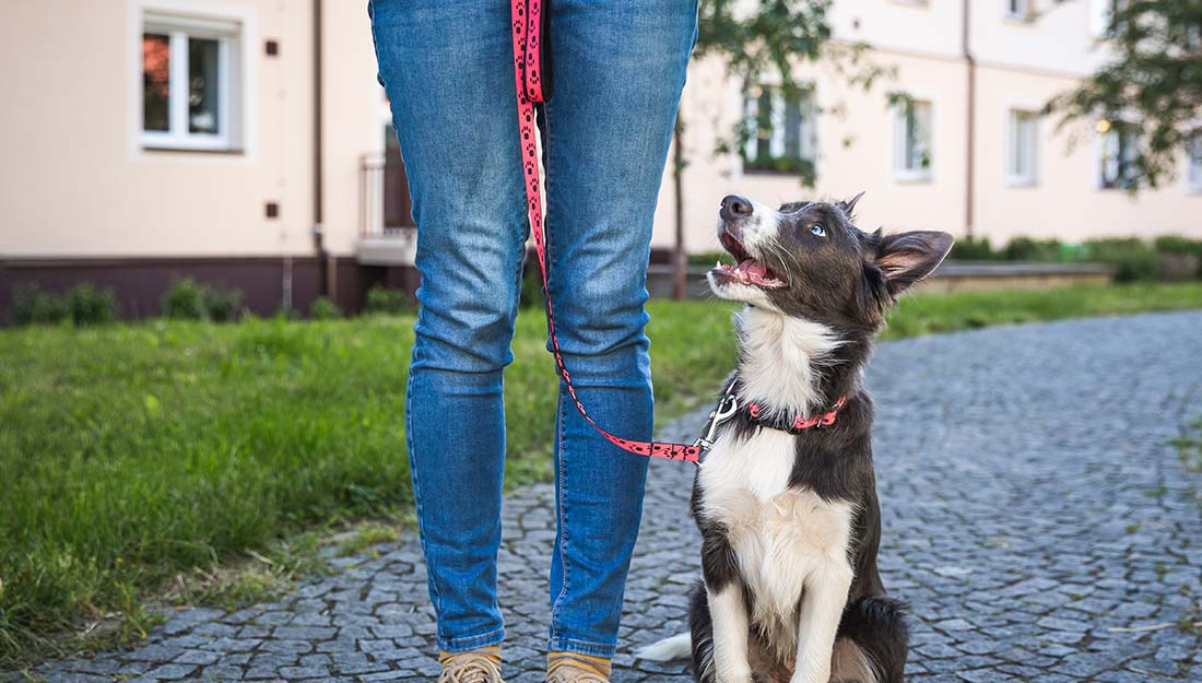 A dog on a leash looks up at its owner.