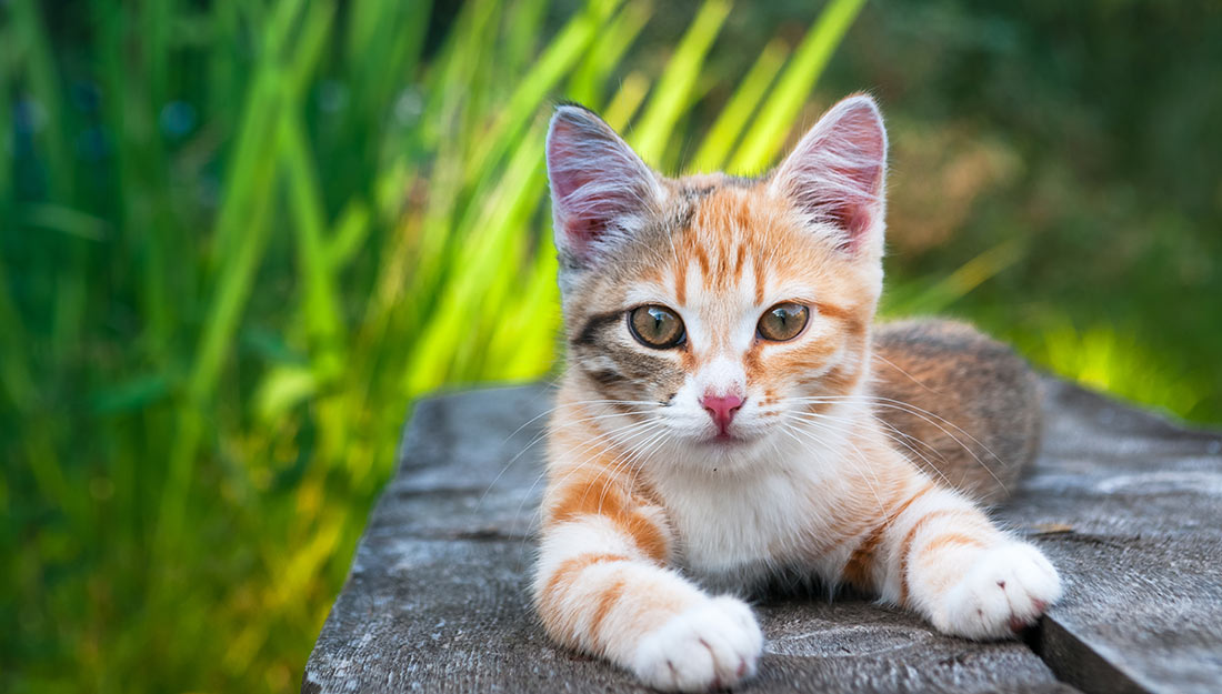 A kitten sits on a ledge outside.