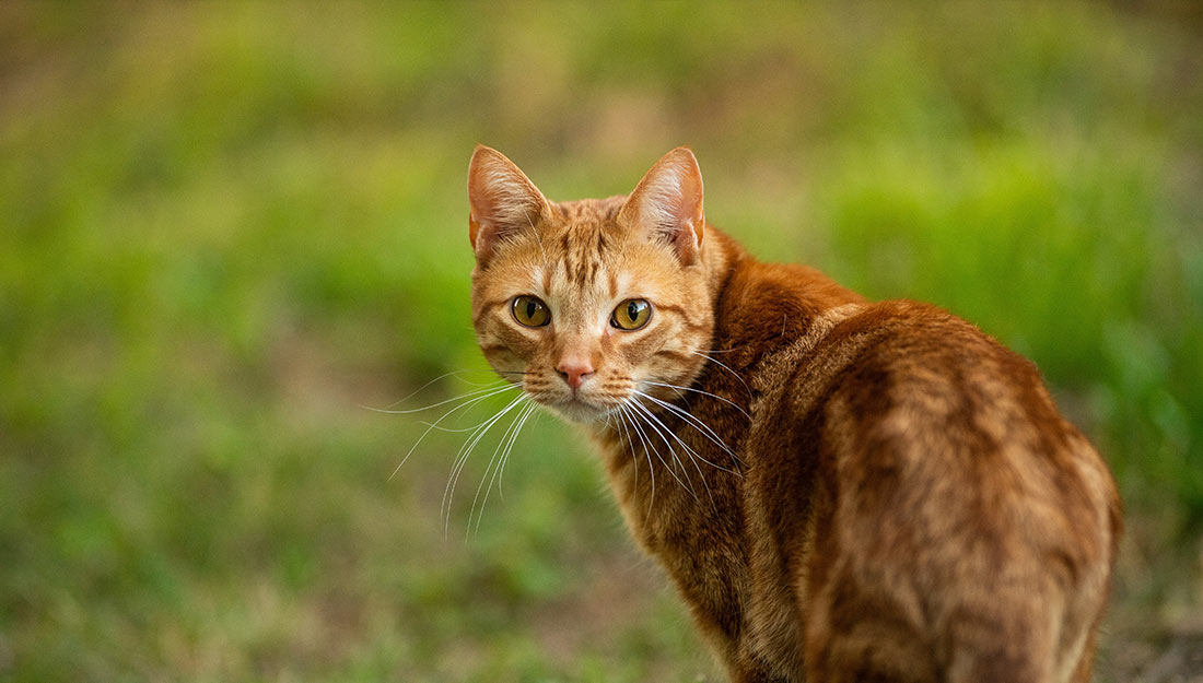 Un chat orange dans un champ se tourne et regarde la caméra par-dessus son épaule.