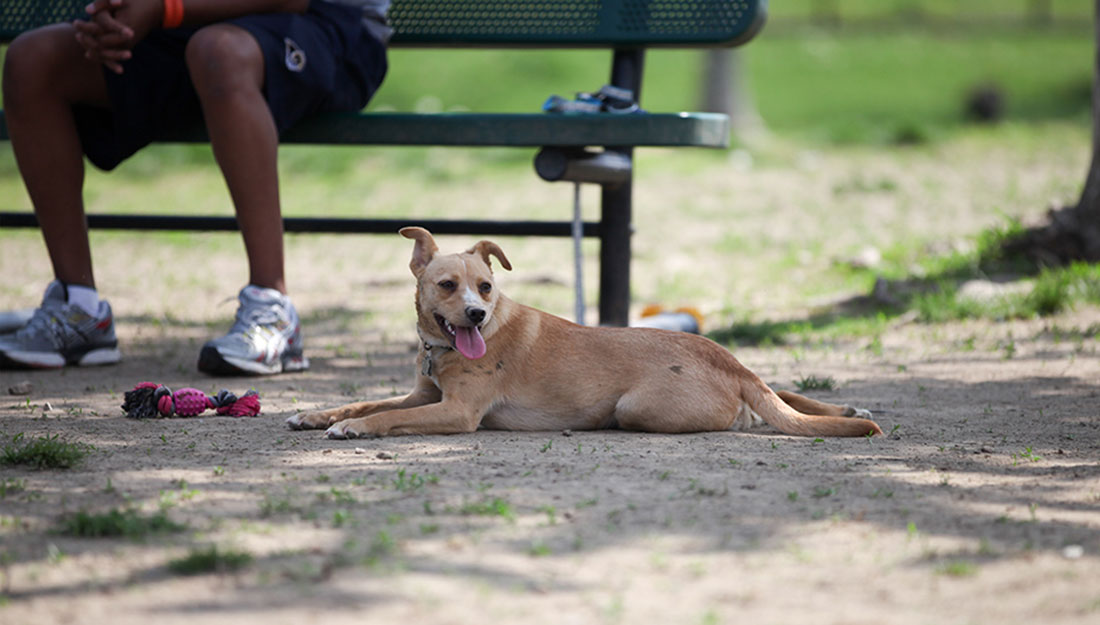 dog enjoying the shade at the dog park