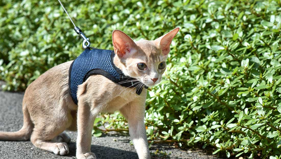 cat in a harness outside on a leash