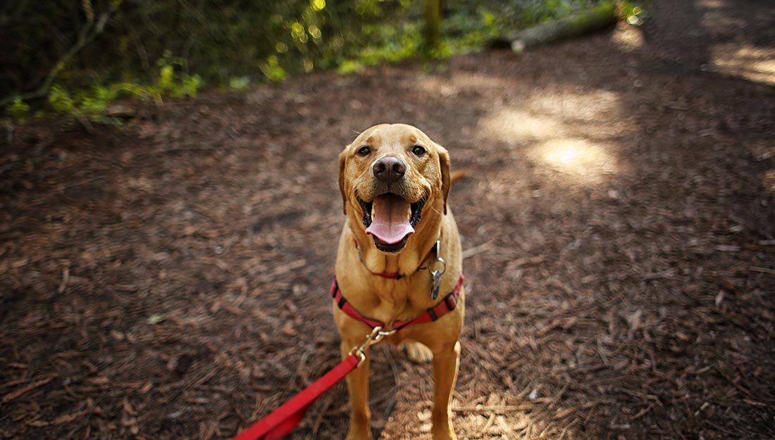 A happy dog on a leash looks up at the camera from a hiking trail