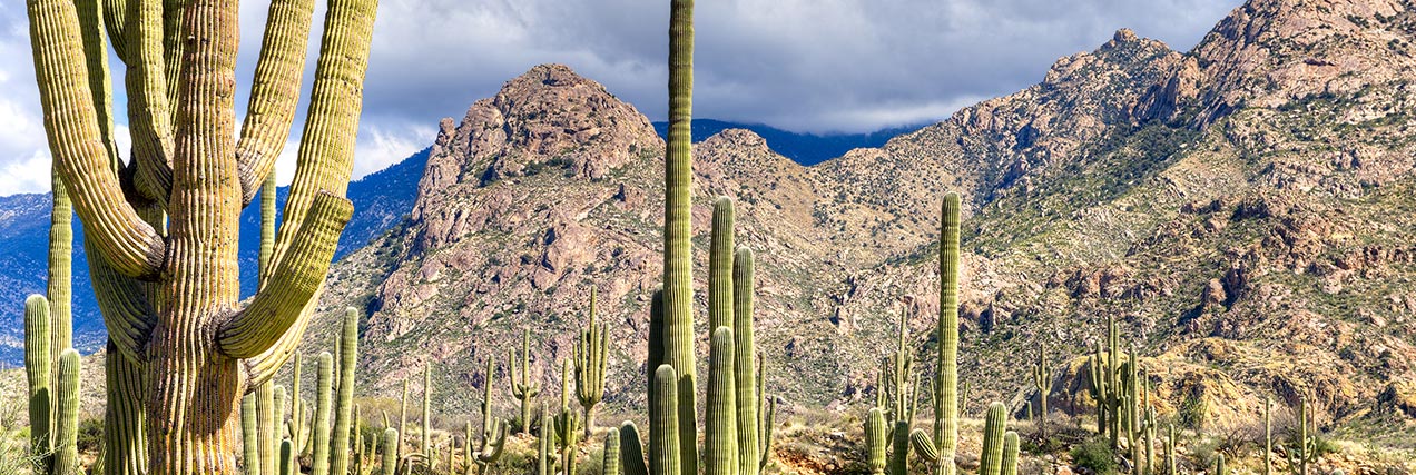 Landscape outside Tucson