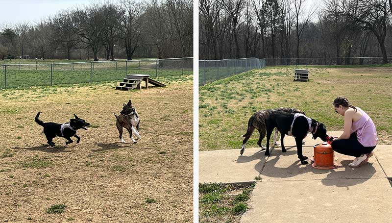 Two photos side by side that show dogs playing happily at the dog park and drinking from a dog-height drinking fountain.