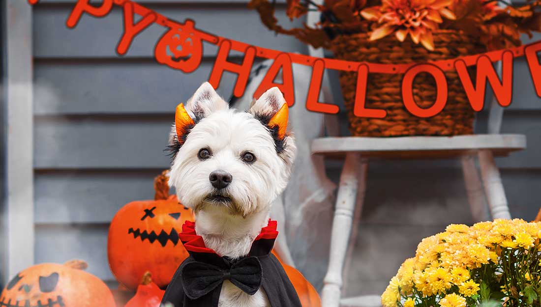Dog in costume with Halloween sign|Cat in bow tie|Dog in pumpkin hat|Dog in witch hat|Dog in bow tie with Halloween sign|Dog in bow tie with Halloween sign