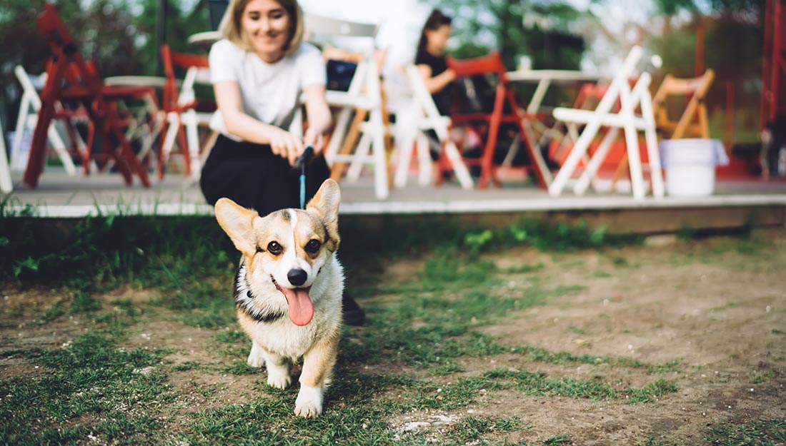 femme au café acceptant les animaux de compagnie avec chien|enseigne de magasin avec autocollant de bienvenue pour animaux de compagnie