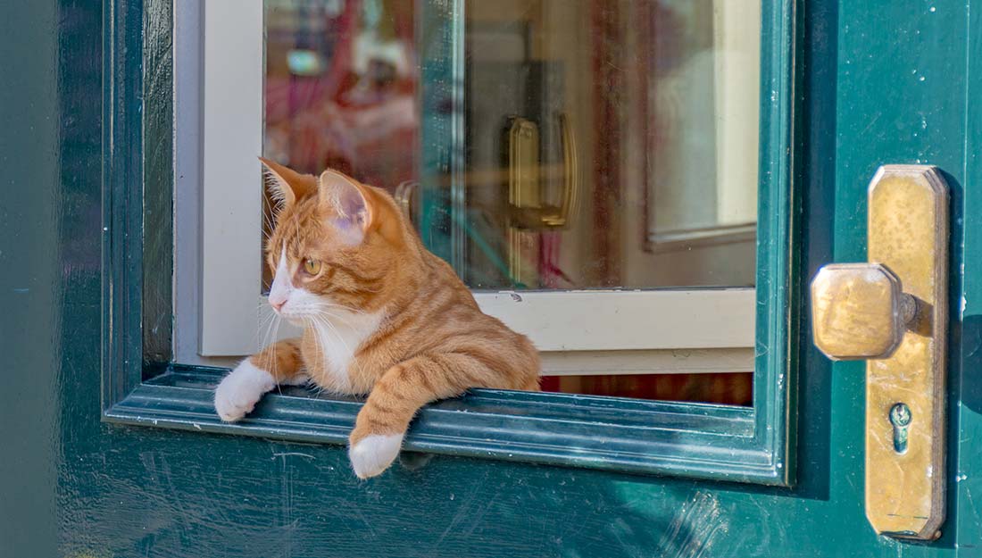 Un chat regarde attentivement par la fenêtre d'un cadre de porte.